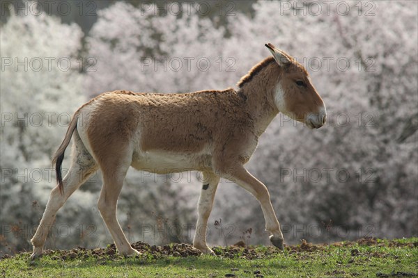 Kulan