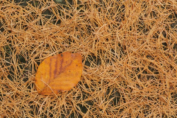 Leaf of copper beech with larch needles in autumn