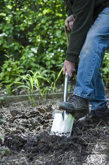 Senior man preparing a garden bed. Digging and turning over soil