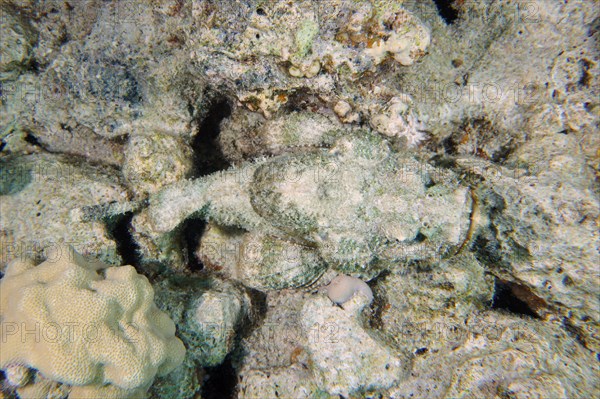 Well camouflaged humphead dragonhead