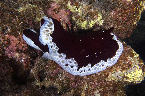 Large sofa cushion snail