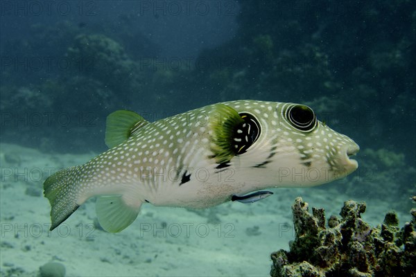 White-spotted puffer