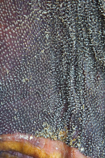 Close-up of fermented Greenland shark