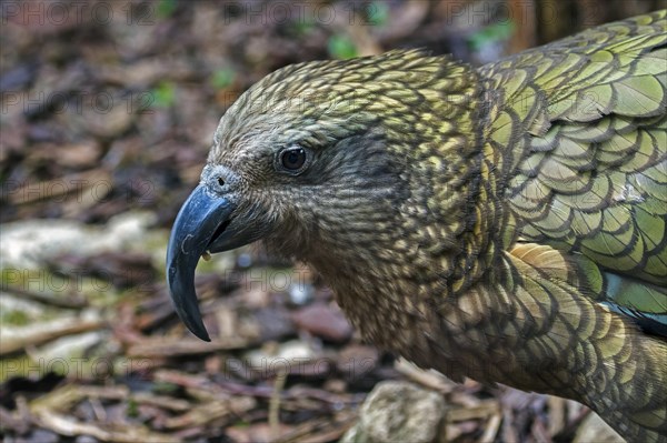 Close-up portrait of kea