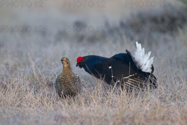 Black grouse