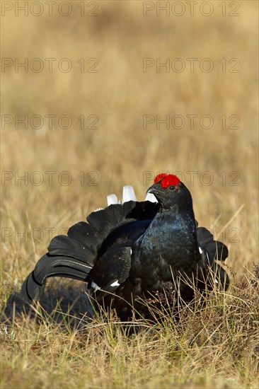 Black grouse