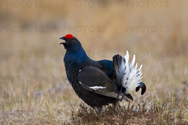 Black grouse