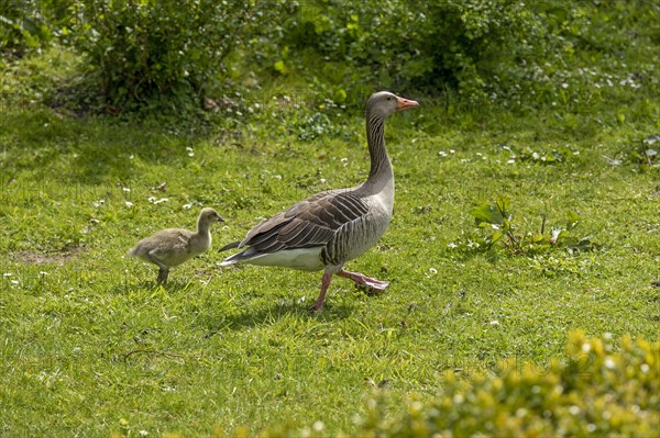 Greylag goose