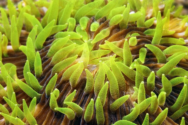 Polyps