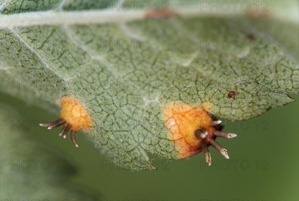 Rust fungus