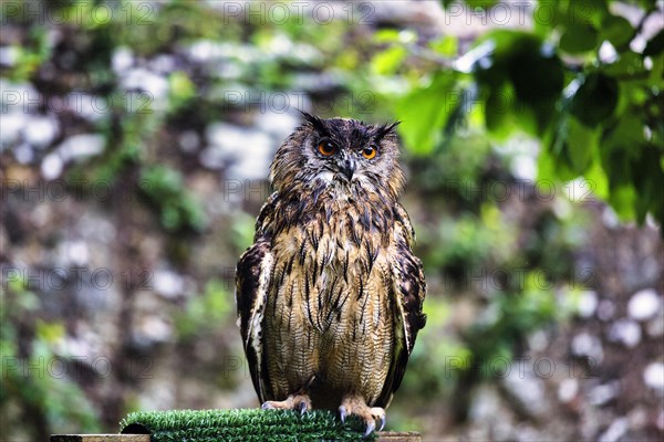 Eurasian eagle-owl