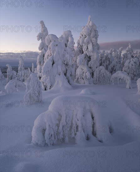 Dawn and snow-covered trees in Pyhae-Luosto National Park