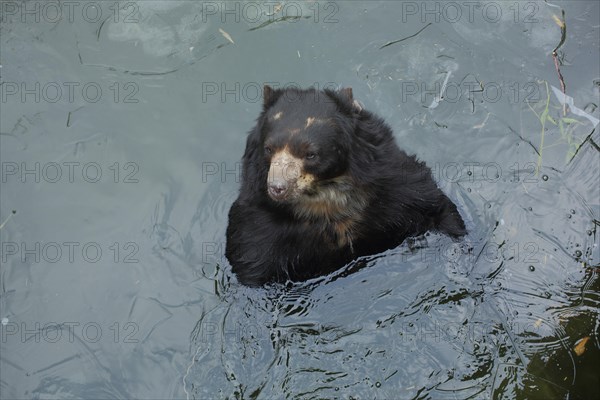 Spectacled bear