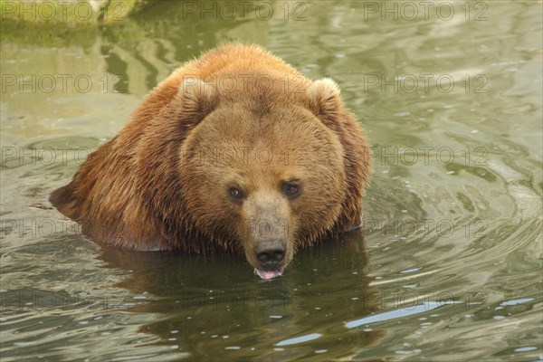 Kamchatka brown bear