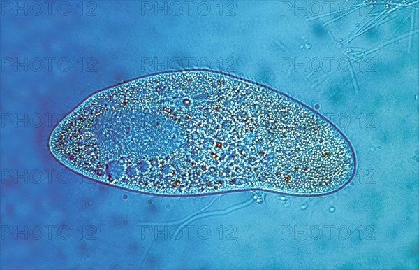 Paramecium at 250x