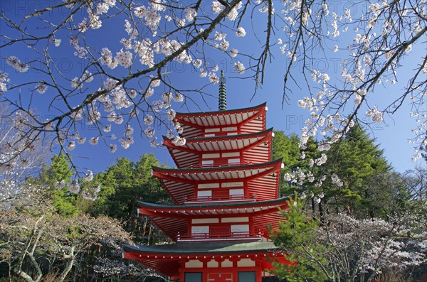 Chureito pagoda and cherry blossoms Fujiyoshida city Yamanashi Japan