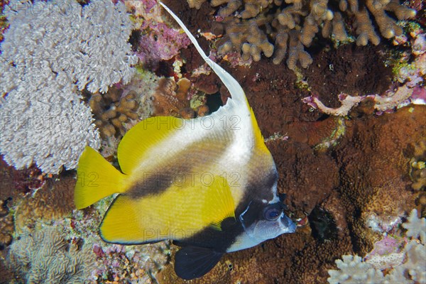 Red sea bannerfish