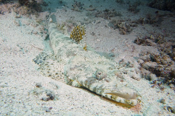 Tentacled flathead