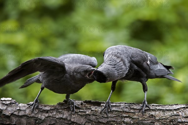 Western Jackdaw