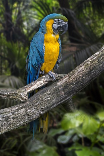 Blue-and-yellow macaw