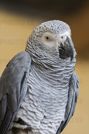 Congo grey parrot