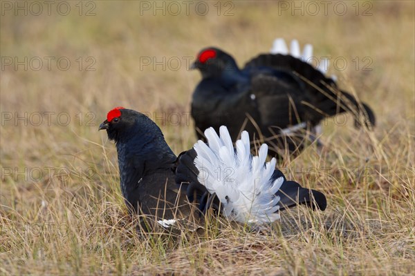 Black grouse