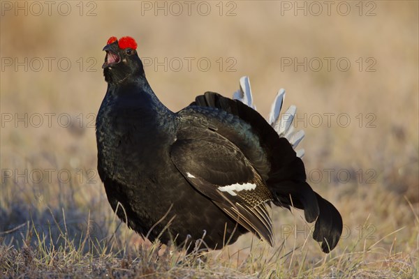 Black grouse