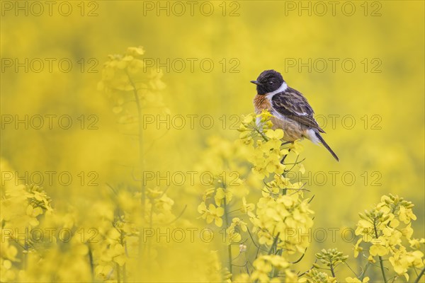 European stonechat