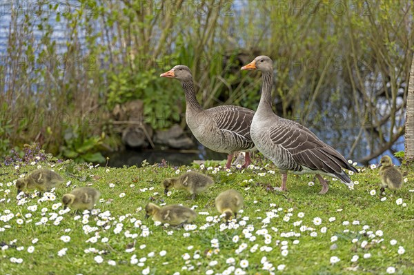 Greylag geese