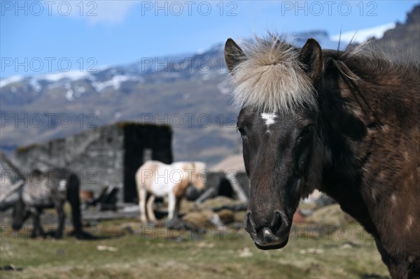 Icelandic horses in a pasture on the south coast of Iceland