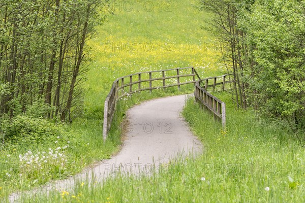 Cycle path through meadow in a forest with bridge