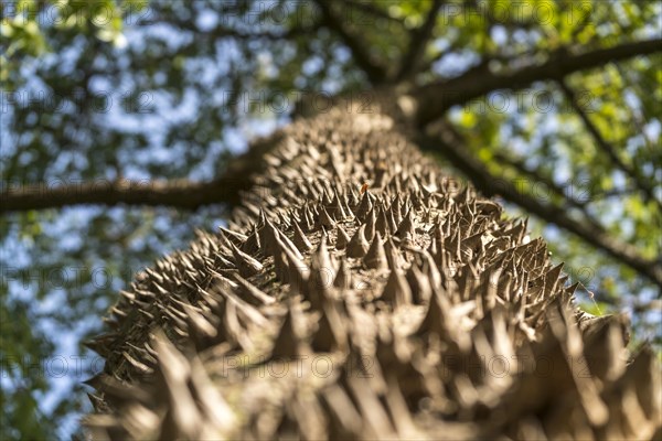 Thorns on the trunk of a kapok tree