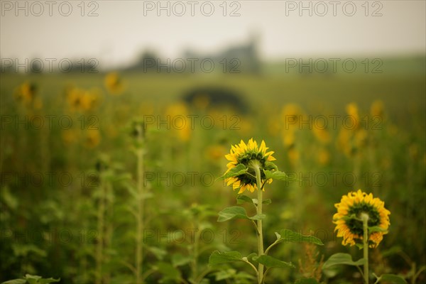 Sunflower field