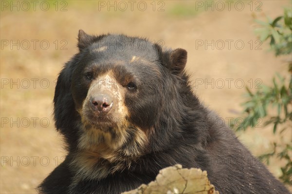 Spectacled bear