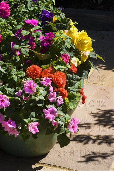 Pots filled with annual