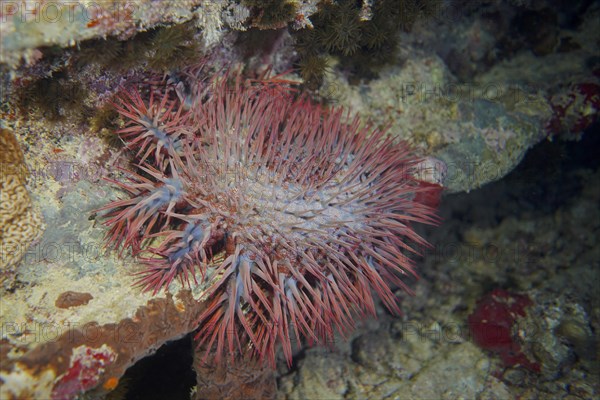 Crown-of-thorns starfish