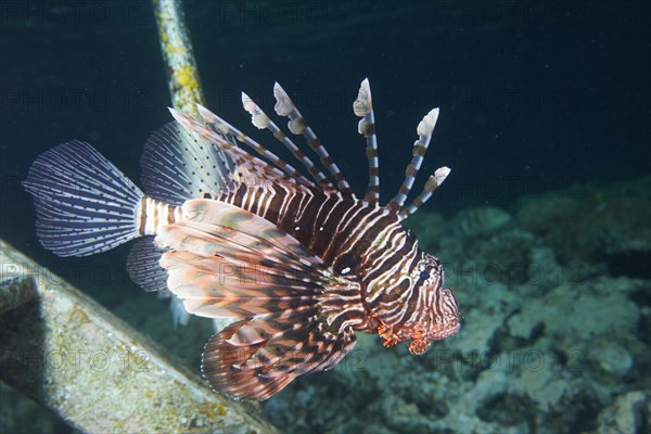 Pacific red lionfish