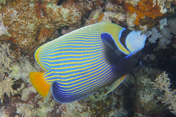 Emperor angelfish