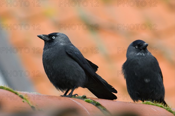 Two Western Jackdaws