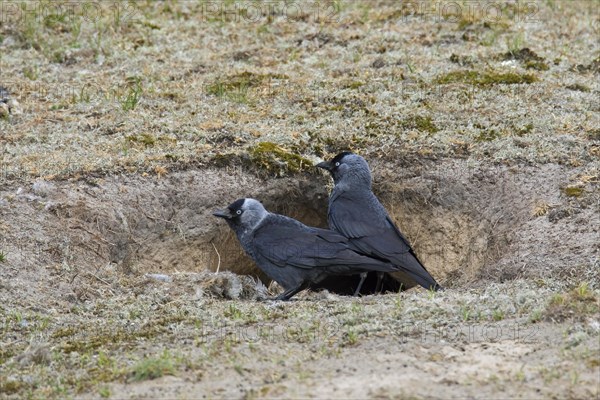 Western jackdaws