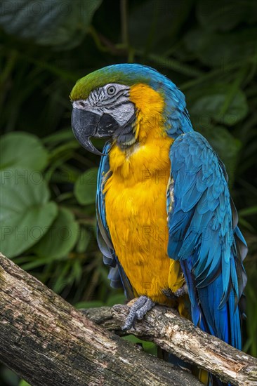 Blue-and-yellow macaw