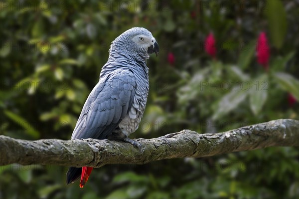 Congo grey parrot