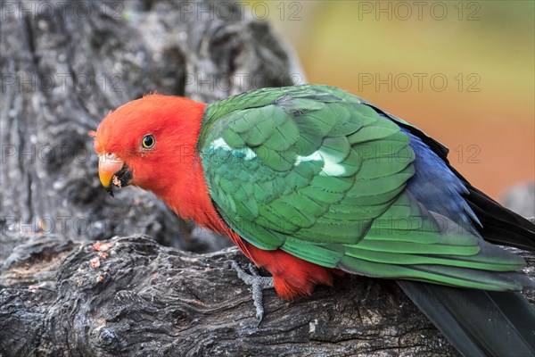 Australian king parrot