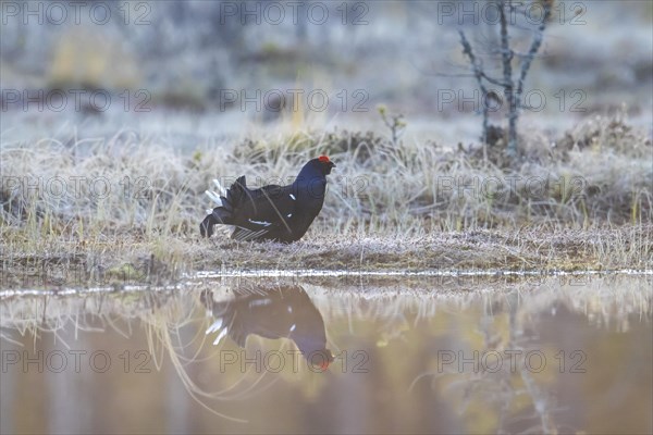 Black grouse