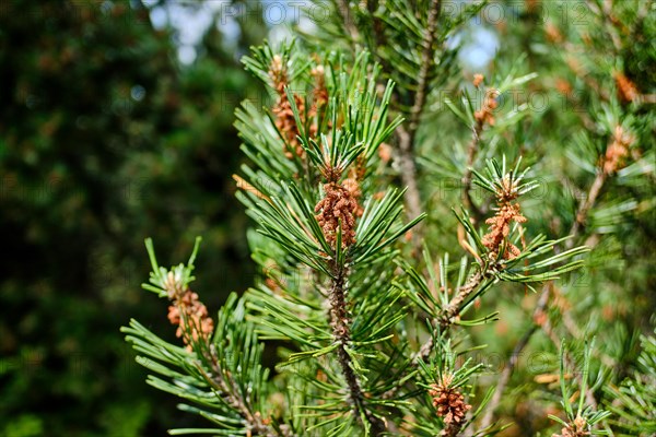 Vegetation and scenery in the Georgenfelder Hochmoor nature reserve