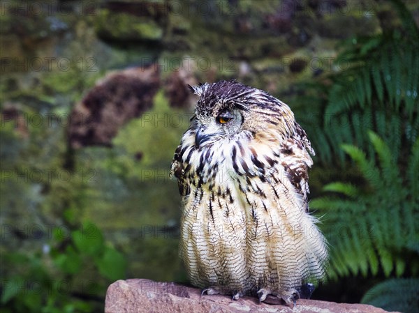 Indian eagle-owl