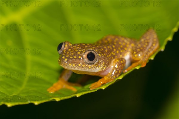 Yellow-spotted