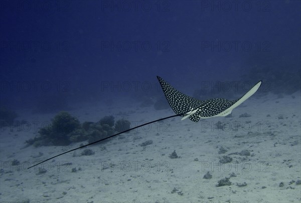 Spotted eagle ray