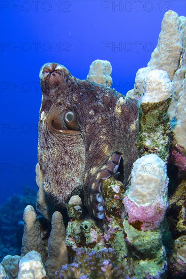 Large blue octopus