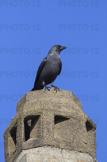 Western Jackdaw